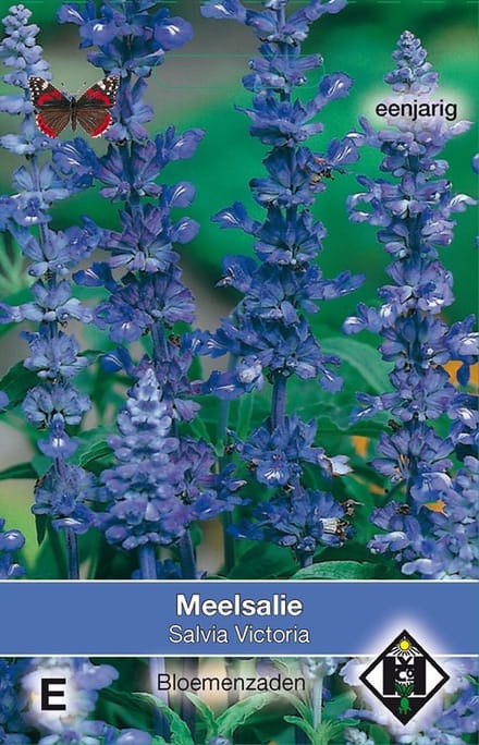 2 stuks Salvia farinacea VictoriaVan Hemert & Co