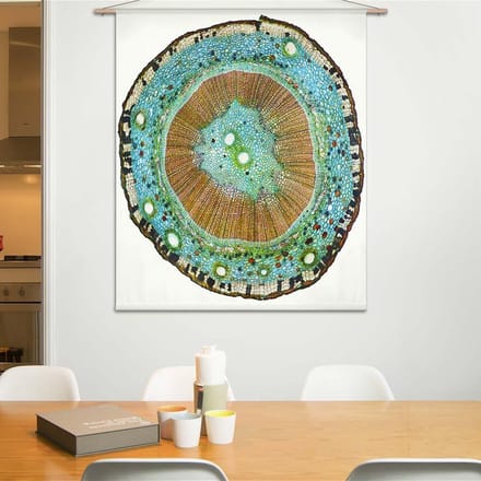 Wandkleed Microscopisch beeld - doorsnede van een plantenstengel II