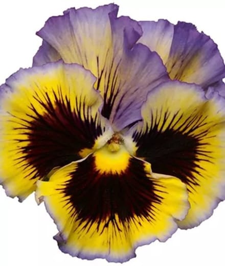 Viola x wittrockiana Carneval Orchi® F1 Blue | Yellow