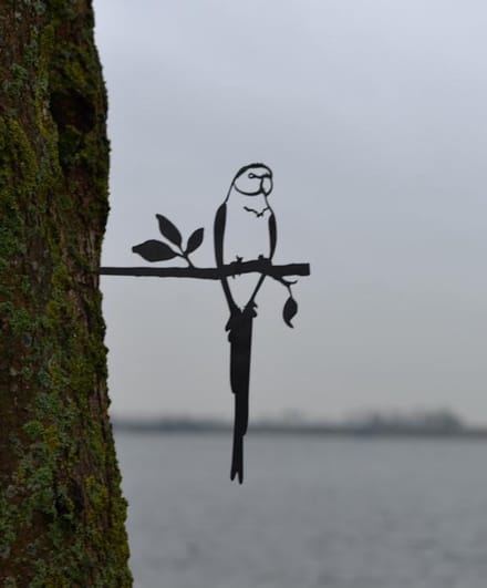 Birdwise Halsbandparkiet