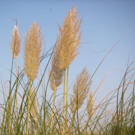 6x Pampasgras - Cortaderia selloana ‘Pumila’ - Pot 9x9cm