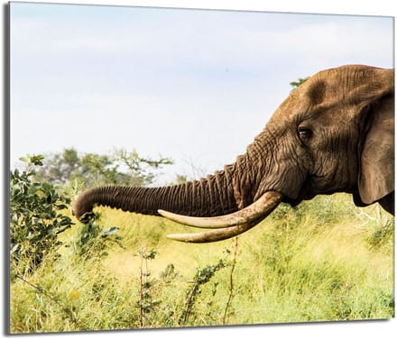 TMK ArtDeko - Serie Olifant - Snijplank - 60x52 - Hittebestendig
