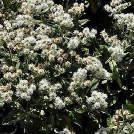 6 x Anaphalis Triplinervis - Siberische Edelweiss pot 9x9cm