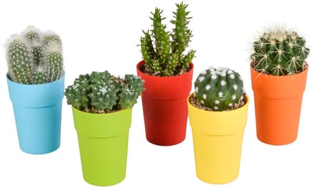 Cactus mix 5.5 cm in gekleurde plasticpot | 5 stuks