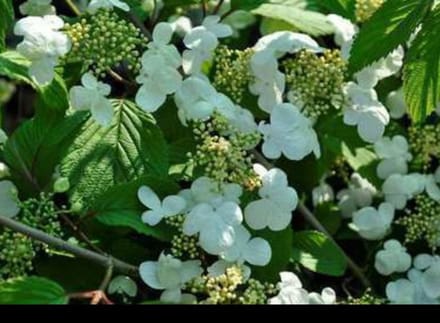 Viburnum plic. 'Mariesii' - Japanse Sneeuwbal 50- 60 cm in pot