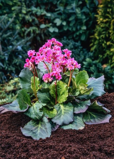 Plantes de jardin - Un ensemble 1 - Bergenia 'Abendglut' - (2L)