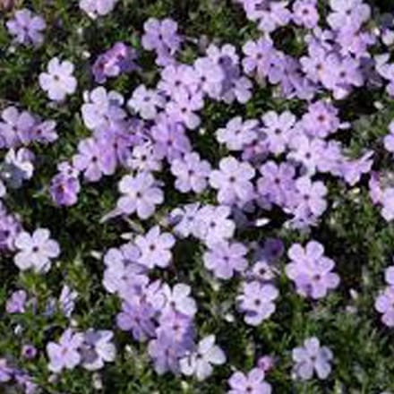 6 x Phlox 'Lilac Cloud' - Vlambloem pot 9x9cm