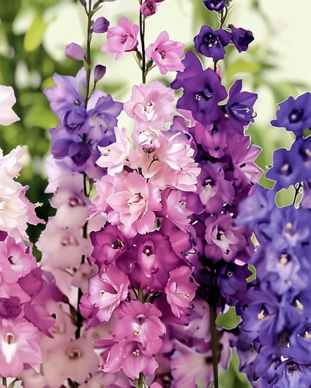 2 sets - Ridderspoor Zaden Delphinium Consolida Imperial Biologisch Eenjarig