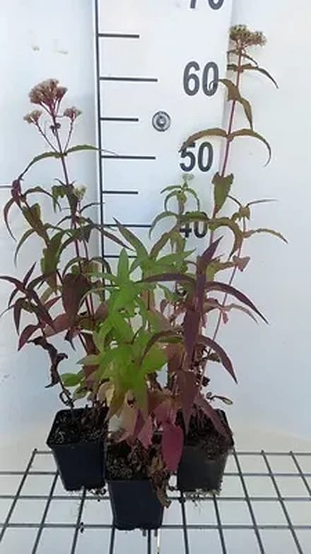 6x Leverkruid - Eupatorium perfoliatum | 9x9 cm pot