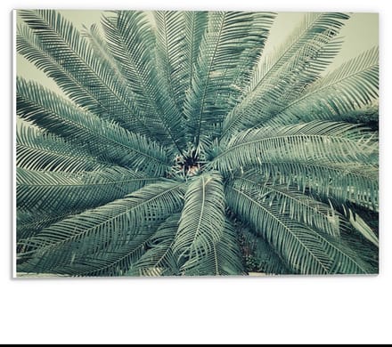 Forex - Groene Varens - 40x30cm Foto op Forex
