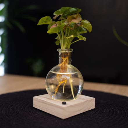 Intenz | Samoa | Lichtplantje | Syngonium Neon | Mangrove