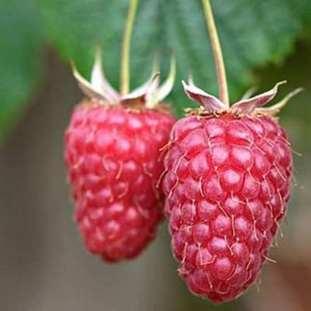 Rubus id. 'Tulameen' - Zomerframboos Struik in pot