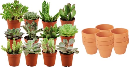 ZynesFlora - Mini Succulenten Mix - 12 Stuks - Ø 8,1 cm Terracotta Bloempotten - 5-10 cm