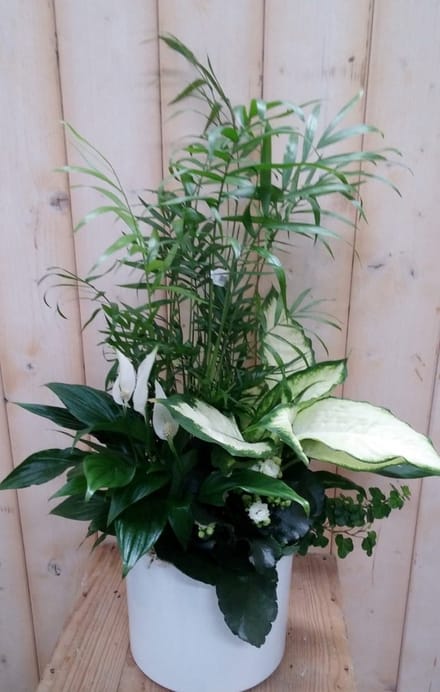 Warentuin natuurlijk - Lepelplant plantenbakje binnen