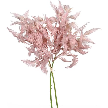 Varentak "Rosee"