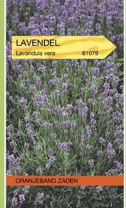 Oranjeband Zaden - Lavendel