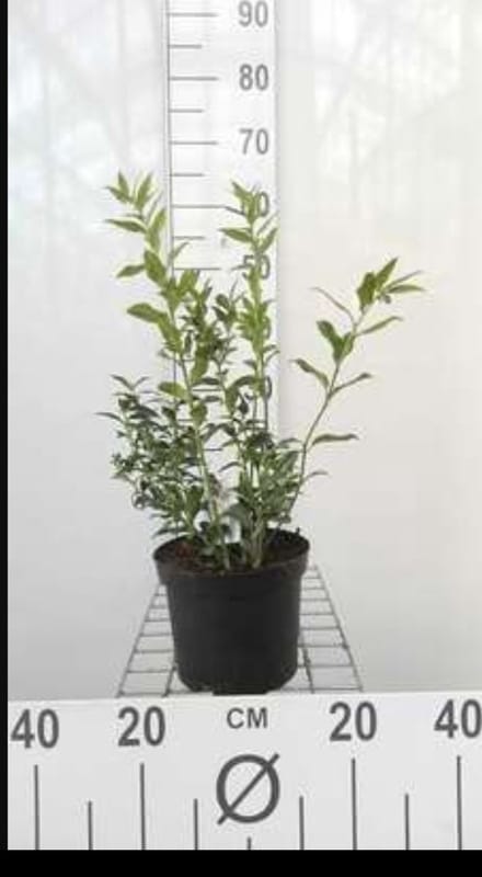 2 x Sarcococca ruscifolia - Vleesbes 20- 25 cm in pot