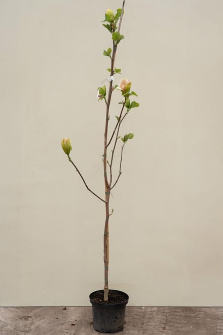 Jonge Beverboom | Magnolia 'Sunsation' | 60-80cm hoogte