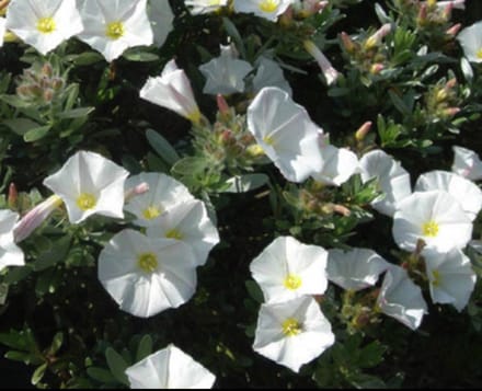 Convolvulus cneorum - Zilverwinde 25- 30 cm in pot