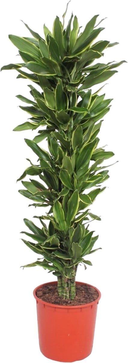 Dracaena Golden Coast - 200 cm - ø34