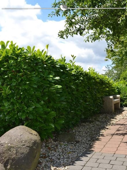 Laurier Prunus Rotundifolia 80-100 cm, 3x Haagplant