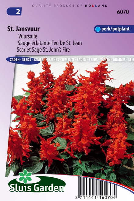 Sluis Garden - Salvia Sint Jansvuur