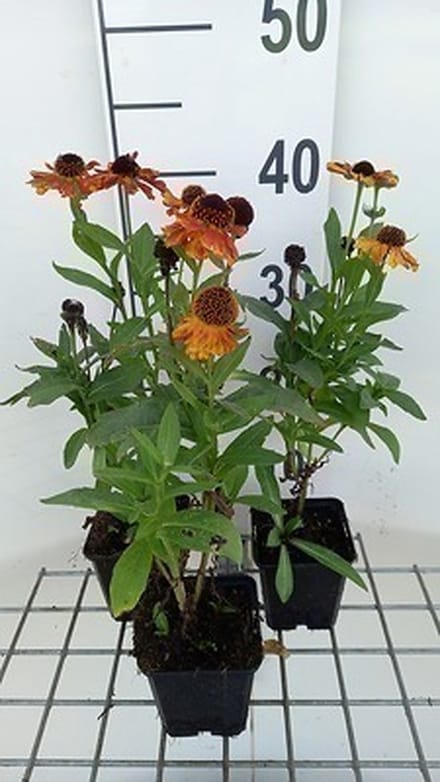 6x Zonnekruid - Helenium hybr. 'Kanaria' | 9x9 cm pot