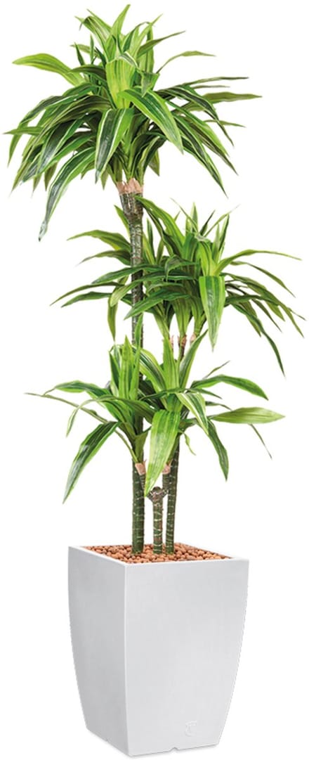 Kunstplant Dracaena Lemon Lime in Genesis vierkant H150 cm
