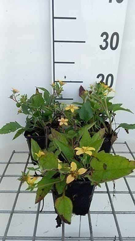 6x Chrysogonum - Chrysogonum virginianum | 9x9 cm pot
