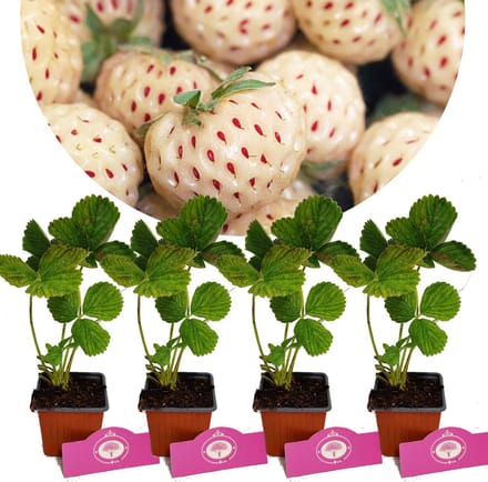 Set van 4 Witte aardbeien- Fragaria x ananassa Pineberry Snow white - Hoogte 20cm - 9cm pot