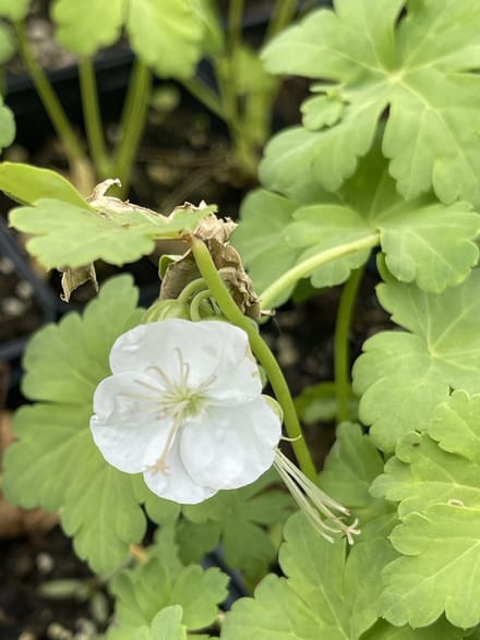 6x Ooievaarsbek - Geranium macr. 'White Ness' | 9x9 cm pot