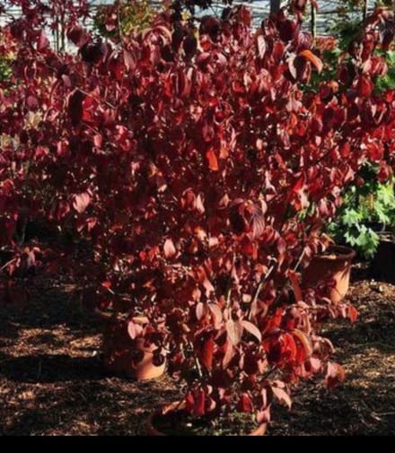 Viburnum plic. 'Lanarth' - Japanse Sneeuwbal 40- 60 cm in pot