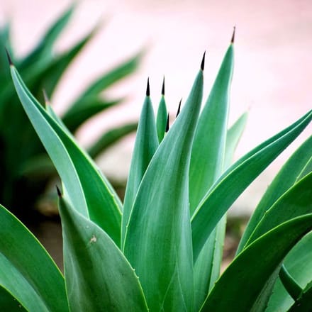 Geurolie - Emerald Agave - 100 ml