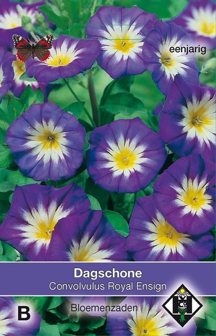 2 stuks Convolvulus tricolor Royal EnsignVan Hemert & Co