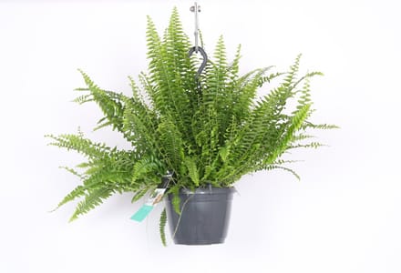 Decorum Nephrolepis exaltata 'Green Lady' - Hoogte 40cm - Pot 17cm