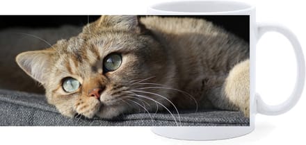 Beker - Europees Korthaar Kat Tijger Liggend