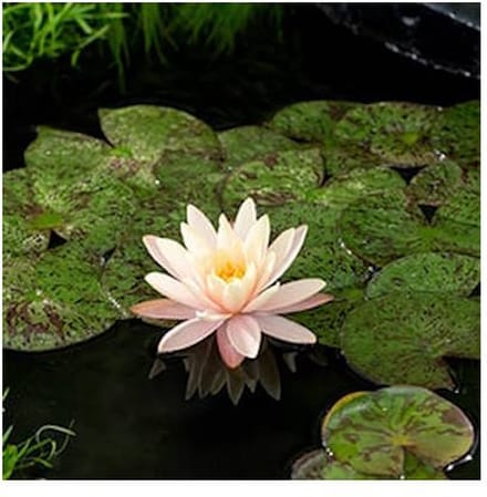 Moerings Nymphaea Mangkala Ubol | Waterlelie | In 11CM pot