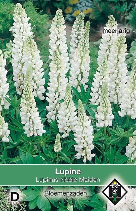 2 stuks Van Hemert & Co Lupinus polyphyllus Noble Maiden