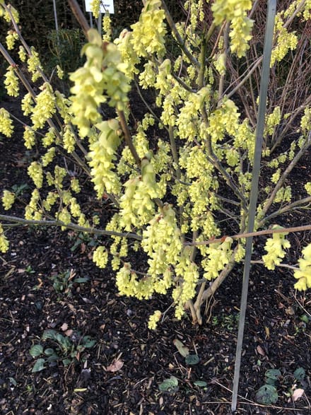 Corylopsis pauciflora - Schijnhazelaar 30 - 40 cm in pot