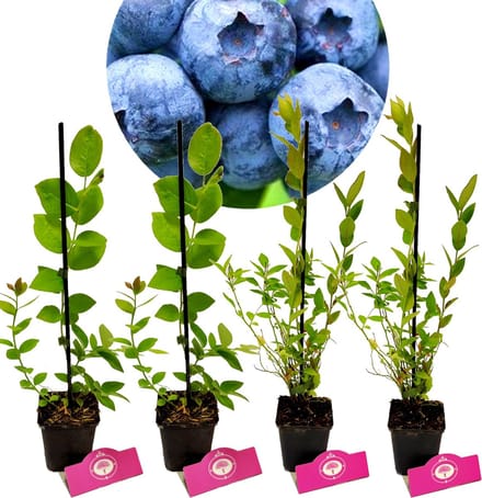 Set van 4 Blauwe bessen- Vaccinium c. ‘Jersey’ & ‘Goldtraube’ - Hoogte 30cm - 9cm pot - Mix B