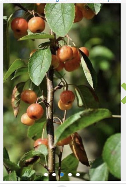 Malus 'Perpetu' - Sierappel 'Evereste' 60 - 100 cm in pot