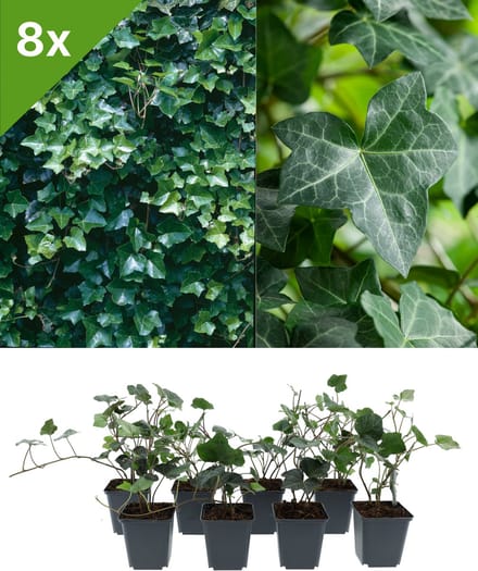 GARDENZO - Hedera hibernica (Klimop) set van 8 bodembedekkers voor 1 m2