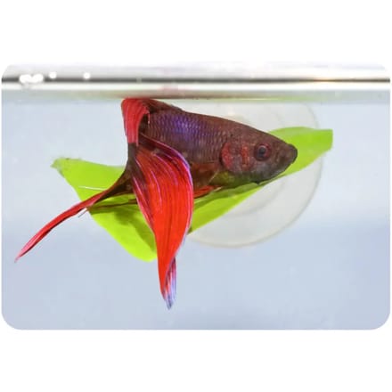 Aquarium bed Zoomed Betta BL20E