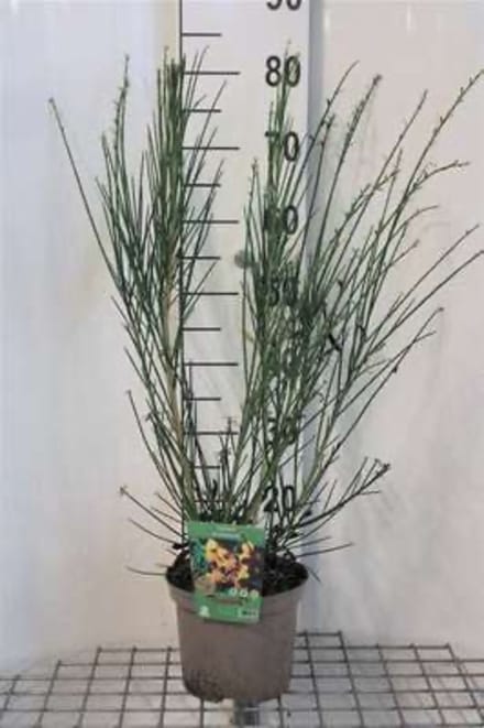 Cytisus 'Andreanus Splendens' - Brem , geitenklaver 40 - 60 cm in pot