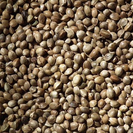 Duvoplus - Binnenvogelvoer - Vogel - Kempzaad Midden Duvo 20kg - 1st
