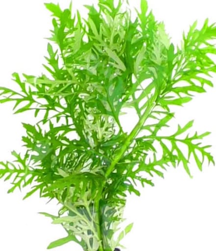 Aquafleur Hygrophila Difformis | Vaantjesplant | in Terracotta Ring