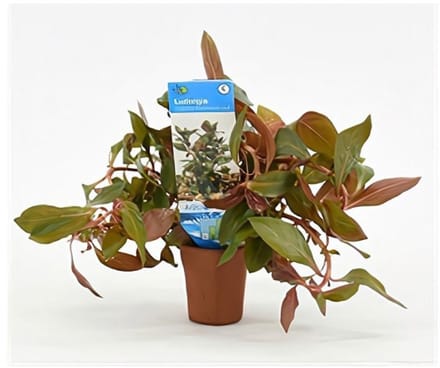 Moerings Ludwigia Repens Diamond Red in Terracotta Pot - Rood