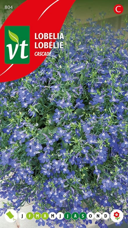 Lobelia Cascade zaden - langdurig bloeiende borderplant