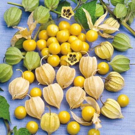Sluis Garden - Ananaskers (Physalis peruviana)