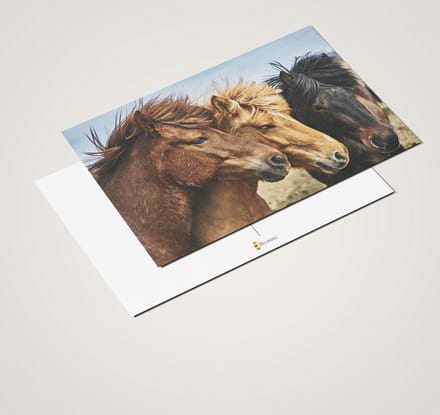 Ansichtkaartenset Paarden